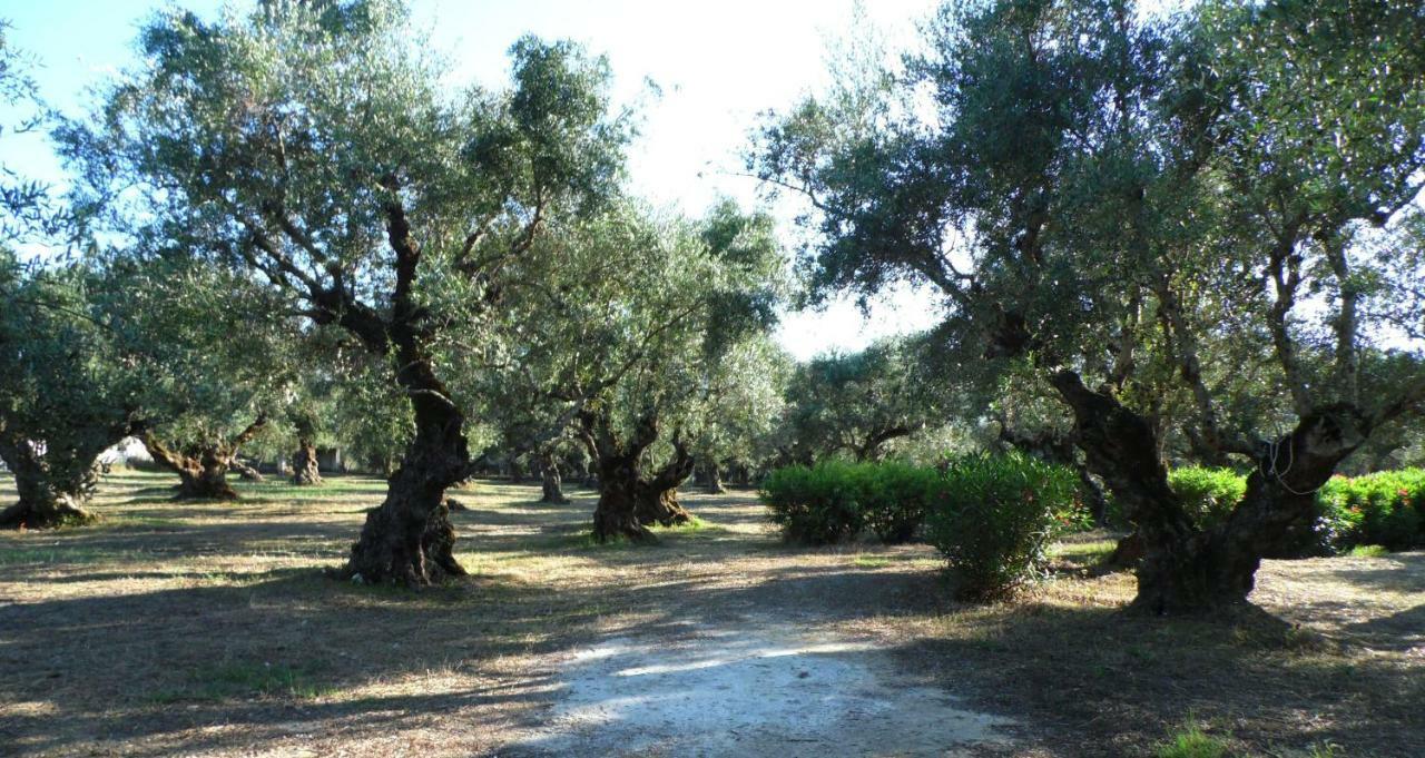 Theni Olive Grove Villa Kato Yerakarion Eksteriør billede